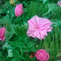 kağit işleri,sınıf süsü ,gelişim raporu ,atatürk haftası (1609)