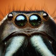 123117-thomas-ahahan-makro-bocek-fotograflari--70