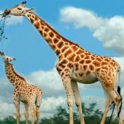 2570-0-ee11dbae6307deaa755deeba28600494