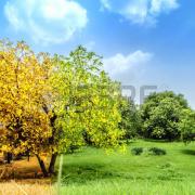 33037669-ilkbahar-sonbahar-çim-yeşillik-arka-plan