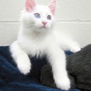 ankara-kedisi-patiliyo-1