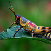 bocek_18_20120519061929