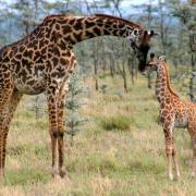 de-giraf-van-het-mamma-en-van-de-baby-1215035