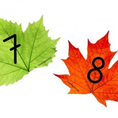 Renkli Yapraklar ve Matematik Sembolleri - 8 (Sekiz) ve 4 (Dört)