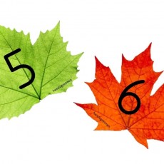 Renkli Yapraklar ve Sayılar: 6 (Altı) ve 5 (Beş)