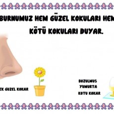 Görselde Burun ve Koku Algısı: Güzel ve Kötü Kokuların Tanıtımı