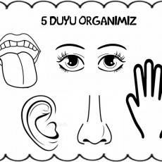 5 Duyu Organlarımız - Göz, Kulak, Burun, Ağız, El