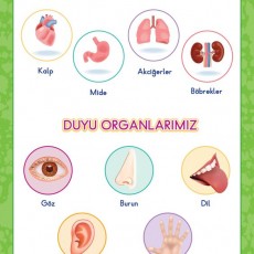 İnsan Organları ve Duyu Organları Eğitimi - Kalp, Mide, Akciğerler, Böbrekler, Göz, Burun, Dil, Kulak, Deri