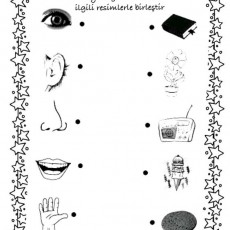 Duyu Organları ve İlgili Nesneler: Göz, Kulak, Burun, Ağız, El, Çiçek, Radyo, Dondurma, Taş - Eğitim Materyali