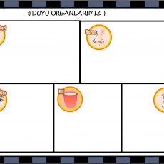 Duyu Organlarımız: 5 Temel Duyu Organı İllüstrasyonu