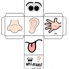 Beş Duyu Organları Eğitici Materyali - 5 Senses Educational Resource