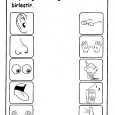 Duyusal Organlar ve İlişkili Objeler 1-2