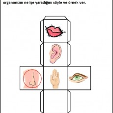 Duyu Organları Zar Oyunu: Duyuların İşlevleri ve Örnekler