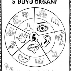 5 DUYU ORGANIMIZ - Eğitsel Boyama Aktivitesi