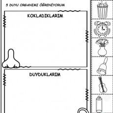 5 Duyu Organini Öğreniyorum Etkinlik Sayfası - Kokladıklarım ve Duyduklarım