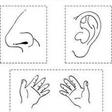 Human Senses and Body Parts: Eyes, Nose, Ears, Hands, and Mouth