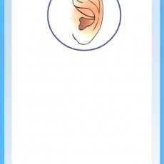 İşitme Organı: Kulak Anatomisi