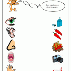 Duyu Organlarımız ve İşlevleri - Eğitim Materyali