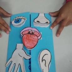 Beş Duyu Organları Eğitici Materyal: Gözü, Burnu, Ağzı, Eli ve Kulağı Gösteren Kapaklı Tasarım