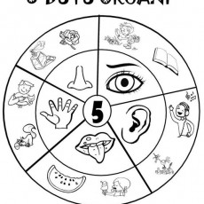 5 Duyu Organı Eğitici Materyali - İllüstrasyonlar ve Anlamları
