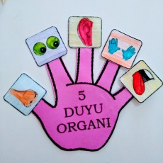 5 Duyu Organı Eğitici Materyali