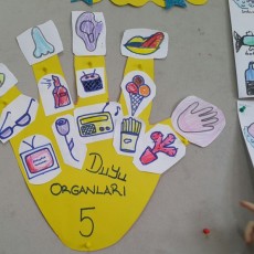 Duyusal Organlar ve Renkli Çizimler 5 - Eğitim Materyali