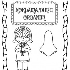KOKLAMA DUYU ORGANIM - Eğitici Aktivite