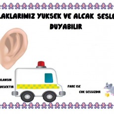 Duyular: Yüksek ve Alçak Sesler, Kulak ve Ses Tanıtımı