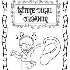 İşitme Duyusu ve Organları Eğitici Çalışma Sayfası