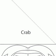 Crab Illustration - Educational material on Marine Life