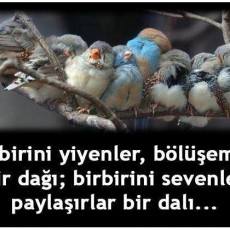 Sosyal Davranış ve Sevgi Temalı Kuşlar: 8 Kuş ve Paylaşım Mesajı