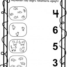 Hayvanları Sayma ve Eşleştirme Etkinliği - 4 Balık, 6 Fıstık Kuşu, 5 Kedi, 3 Kaplumbağa
