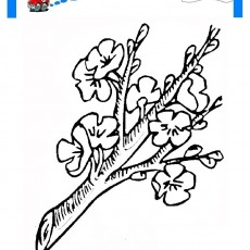 ilkbahar  (36).jpg