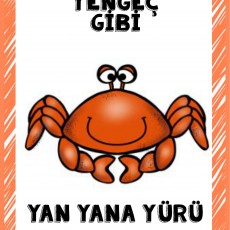 Yengeç Gibi Yan Yana Yürüyen Renkli Karides Eğitimi
