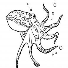 8_FİNGERS_OCTOPUS_AND_BUBBLES_ECOLOGY
