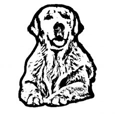 Golden Retriever Dog Illustration