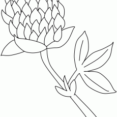 Red Clover Flower Coloring Page - Educational Resource