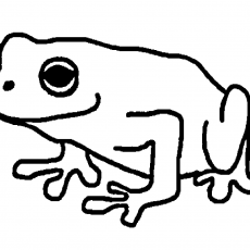 Anatomy of a Frog: Educational Illustration with Labeling Components
