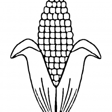 Mısır (Zea mays) Bitkisi Detaylı Resmi