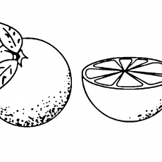 Sliced and Whole Orange Illustration - Fruits Educational Material