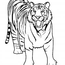 Aslan (Hayvan) Çizim Belgesi