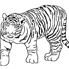 Tiger Illustration Coloring Page - Educational Animal Art