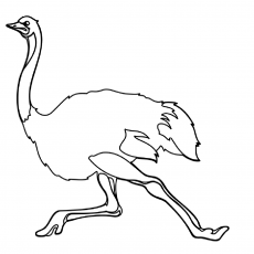 Çizim: 1 Ağaçkakan (Ostrich)