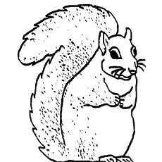 Küçük Sincap çizimi (Rodentia)