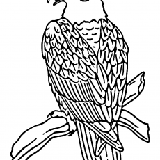 Kahverengi Kızıl Şahin (Aquila chrysaetos) Çizimi