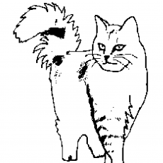 Kedi Resmi - Hayvan Çizimi 1