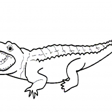 Crocodile Illustration - Detailed Anatomy and Features of a Crocodile for Educational Purposes