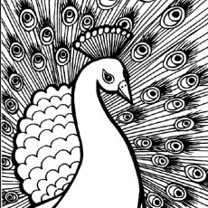 Peacock Illustration with Detailed Feathers and Eye Patterns