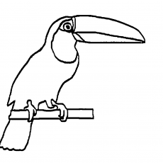 Toucan Bird Illustration - Educational Material on Birds