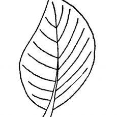 Çizim: Yaprak - Leaf Drawing - Doğa Eğitimi